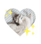我が家の猫⑥（個別スタンプ：6）
