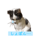 我が家の猫⑥（個別スタンプ：7）