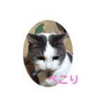 我が家の猫⑥（個別スタンプ：8）