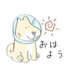 エリザベスカラーのわんこ（個別スタンプ：1）
