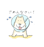 エリザベスカラーのわんこ（個別スタンプ：4）