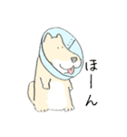 エリザベスカラーのわんこ（個別スタンプ：12）