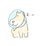 エリザベスカラーのわんこ（個別スタンプ：19）