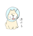 エリザベスカラーのわんこ（個別スタンプ：21）