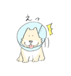 エリザベスカラーのわんこ（個別スタンプ：39）
