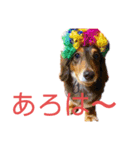 ちょこじぃスタンプ（個別スタンプ：5）