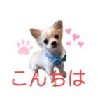 チワワのアトマノアスタンプ（個別スタンプ：4）