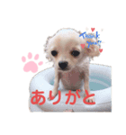 チワワのアトマノアスタンプ（個別スタンプ：5）