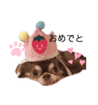 チワワのアトマノアスタンプ（個別スタンプ：6）