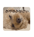 ぷりてぃーこまちゃんのあたちスタンプ。（個別スタンプ：8）
