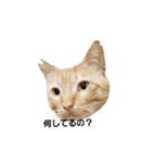 猫好きの為（個別スタンプ：1）