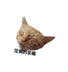 猫好きの為（個別スタンプ：2）