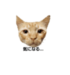 猫好きの為（個別スタンプ：3）