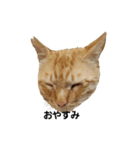 猫好きの為（個別スタンプ：4）