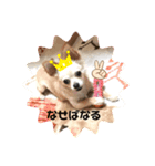 ゆりんかのチワわんこ2（個別スタンプ：7）