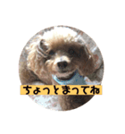 mocoの1日 その5（個別スタンプ：4）