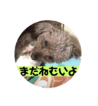 mocoの1日 その5（個別スタンプ：5）