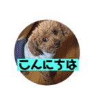 mocoの1日 その5（個別スタンプ：6）
