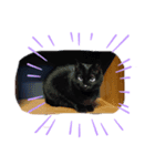 黒猫ランさん（個別スタンプ：2）