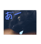 黒猫ランさん（個別スタンプ：8）