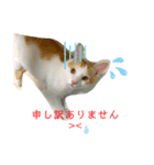 トラチワちゃん♡♡♡♡（個別スタンプ：4）