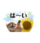 ふぅ、永遠3（個別スタンプ：1）