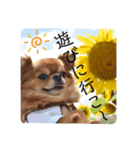 ふぅ、永遠3（個別スタンプ：5）