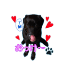 黒ラブbeisuke♡第1弾（個別スタンプ：2）