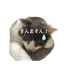 chez山本（個別スタンプ：1）