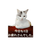 chez山本（個別スタンプ：7）
