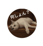 chez山本（個別スタンプ：8）