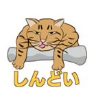 Tabby Milktea Cat (日本語)（個別スタンプ：11）