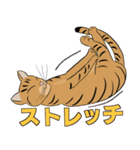 Tabby Milktea Cat (日本語)（個別スタンプ：17）