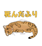 Tabby Milktea Cat (日本語)（個別スタンプ：26）