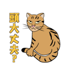 Tabby Milktea Cat (日本語)（個別スタンプ：27）