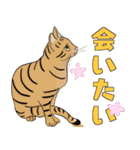 Tabby Milktea Cat (日本語)（個別スタンプ：29）