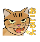 Tabby Milktea Cat (日本語)（個別スタンプ：31）