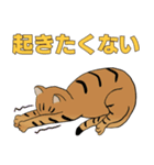 Tabby Milktea Cat (日本語)（個別スタンプ：33）