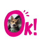 我が家の動物達aki家mia家（個別スタンプ：3）