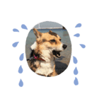 我が家の動物達aki家mia家（個別スタンプ：8）