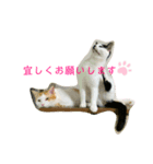 トラチワちゃん♡♡♡♡♡（個別スタンプ：4）