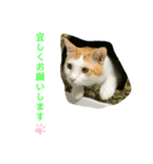 トラチワちゃん♡♡♡♡♡（個別スタンプ：6）