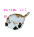 トラチワちゃん♡♡♡♡♡（個別スタンプ：8）
