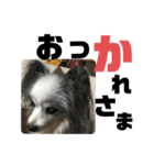 クーパーちゃん（個別スタンプ：8）