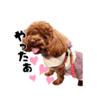 ぶーのすたんぷ（個別スタンプ：1）