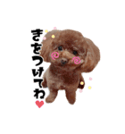 ぶーのすたんぷ（個別スタンプ：3）