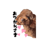 ぶーのすたんぷ（個別スタンプ：4）