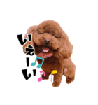 ぶーのすたんぷ（個別スタンプ：5）