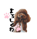 ぶーのすたんぷ（個別スタンプ：6）