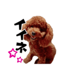 ぶーのすたんぷ（個別スタンプ：8）